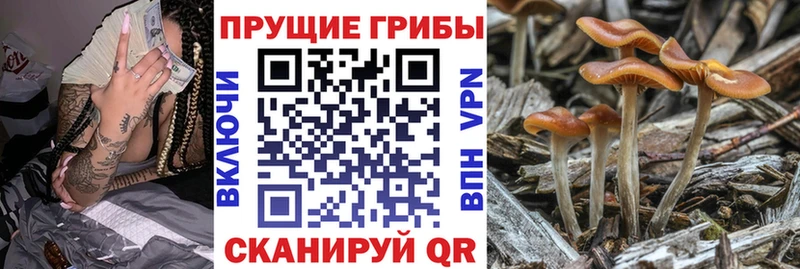 Псилоцибиновые грибы мицелий  Волжский 